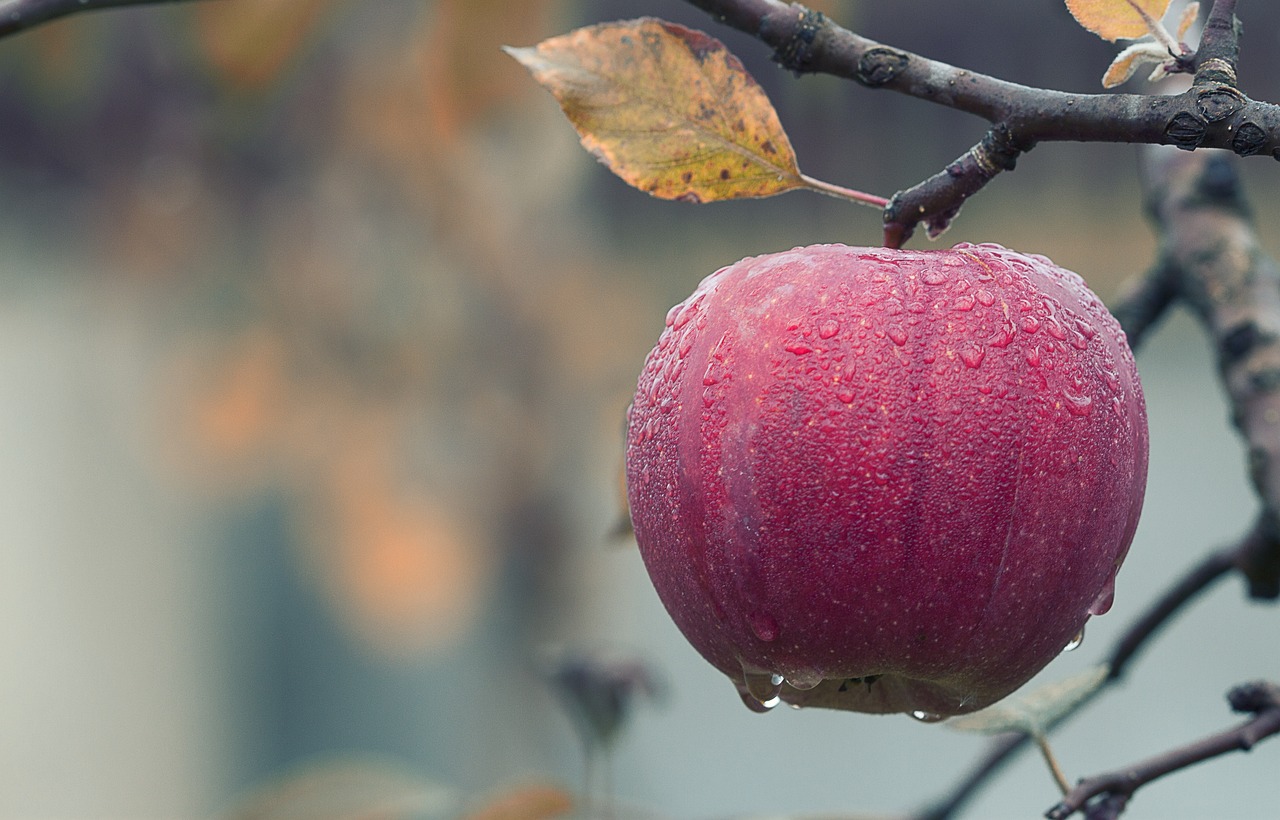 apple, water droplets, fruit